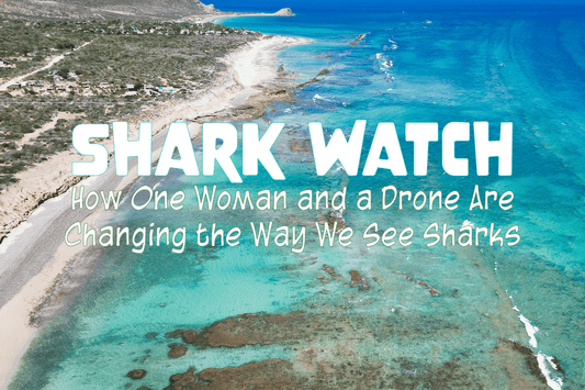 Shark Watch: How One Woman and a Drone Are Changing the Way We See Sharks - Salinity Swimwear