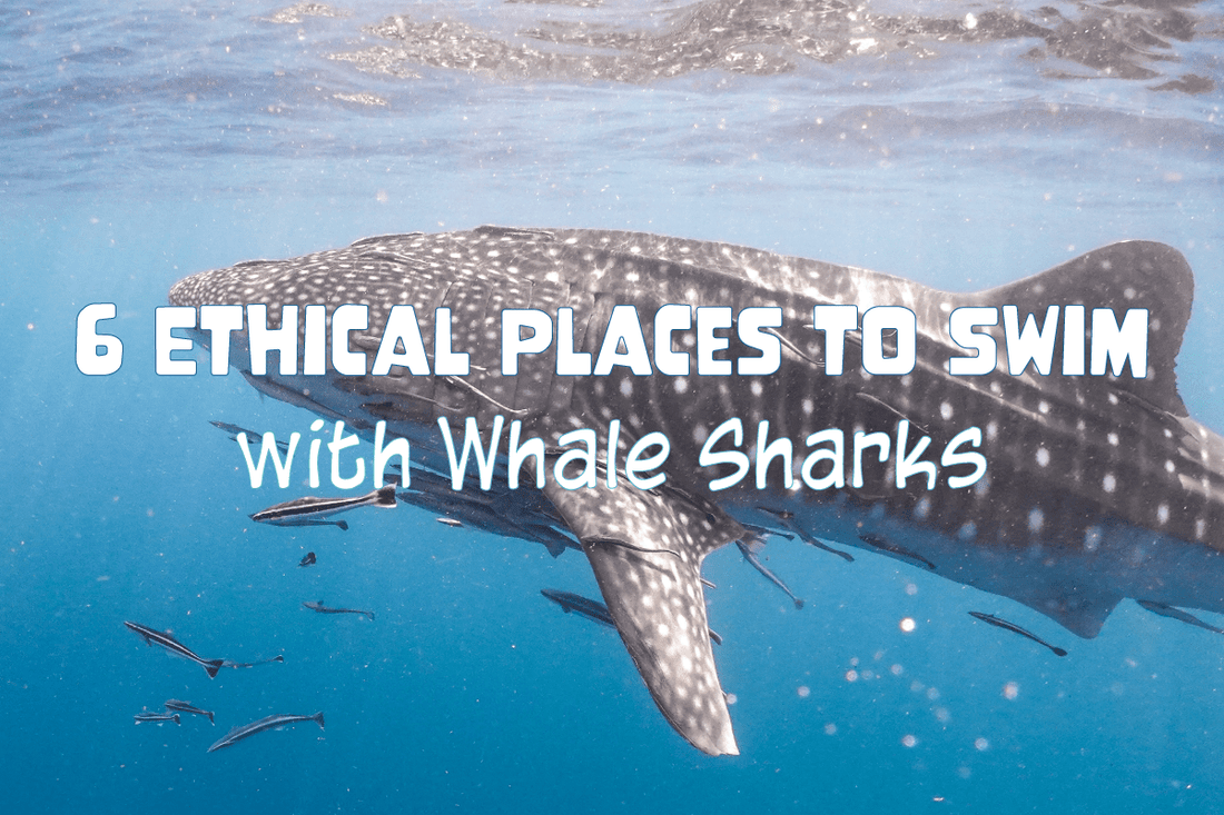 6 Ethical Places to Swim with Whale Sharks - Salinity Swimwear