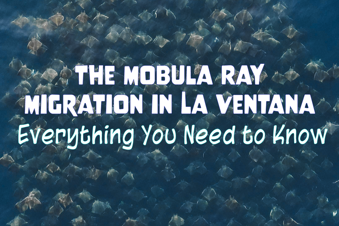 The Mobula Ray Migration in La Ventana: Everything You Need to Know