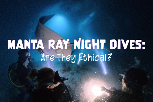 Manta Ray Night Dives: Are They Ethical?