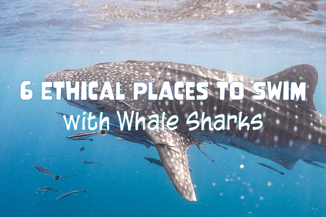 6 Ethical Places to Swim with Whale Sharks