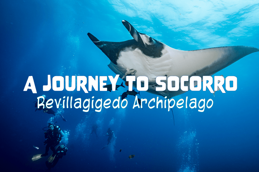 A Journey to Socorro: Revillagigedo Archipelago - Salinity Swimwear