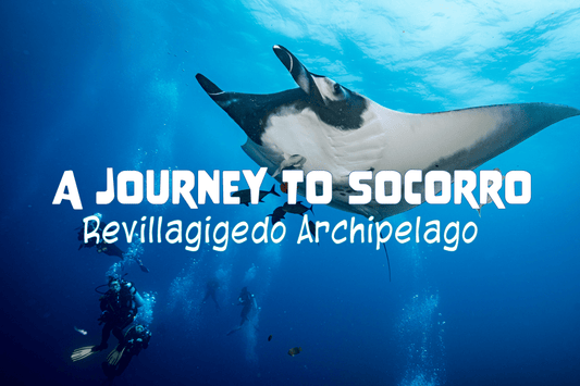 A Journey to Socorro: Revillagigedo Archipelago - Salinity Swimwear