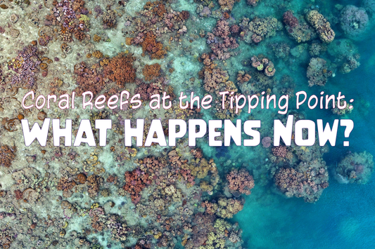Coral Reefs at the Tipping Point: What Happens Now? - Salinity Swimwear