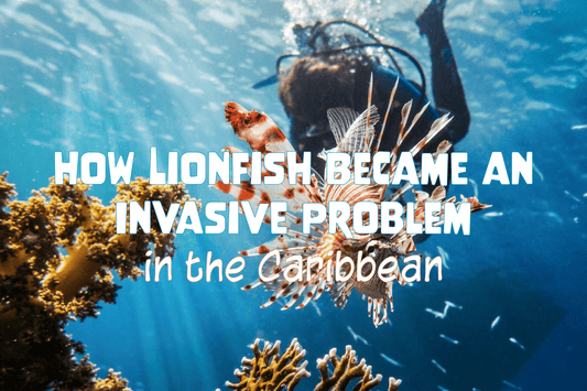 How Lionfish Became an Invasive Problem in the Caribbean - Salinity Swimwear