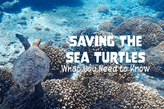 Saving the Sea Turtles: What You Need to Know - Salinity Swimwear