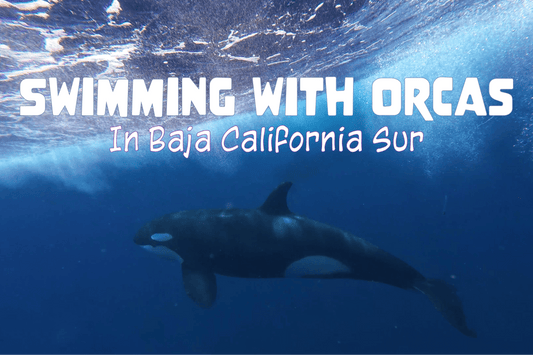 Swimming With Orcas in Baja Calinfornia Sur - Salinity Swimwear