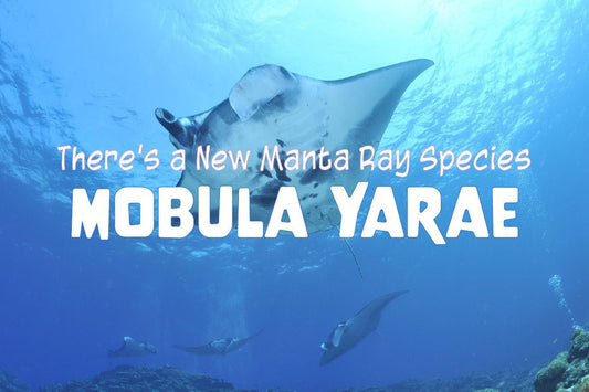 There’s a New Manta Ray Species: Mobula Yarae - Salinity Swimwear