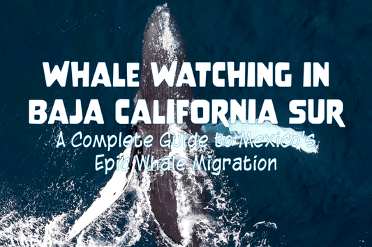 Whale Watching In Baja California Sur: A Complete Guide to Mexico's Epic Whale Migration - Salinity Swimwear