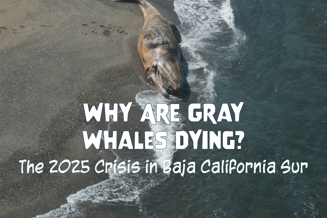Why Are Gray Whales Dying? The 2025 Crisis in Baja California Sur - Salinity Swimwear