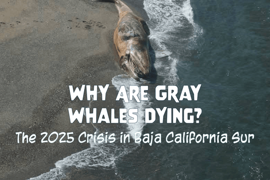 Why Are Gray Whales Dying? The 2025 Crisis in Baja California Sur - Salinity Swimwear